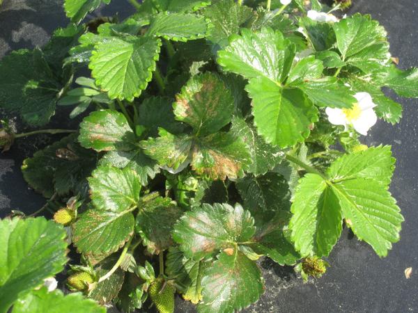Fomesafen POST on strawberry one week after treatment. 